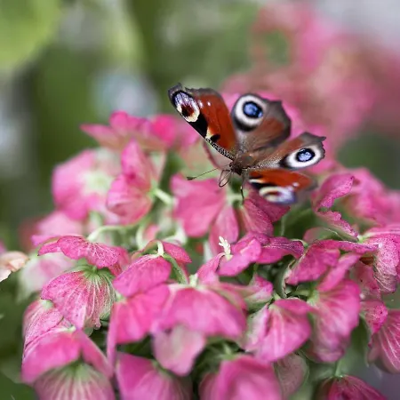 Nyaraló Schlossbrauerei